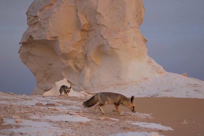 Black and White Desert and Bahariya Oasis Tour 2 Days 1 Night - Tour Highlights