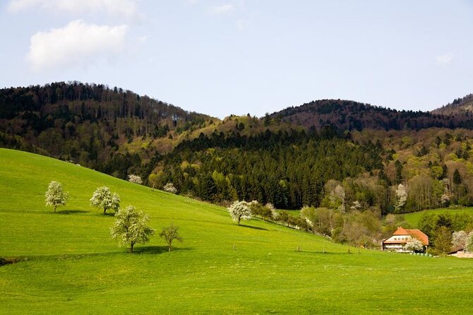 Black Forest Day Tour - Customer Reviews and Feedback