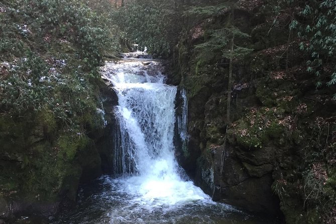 Black Forest Day Tour - Reviews Highlights