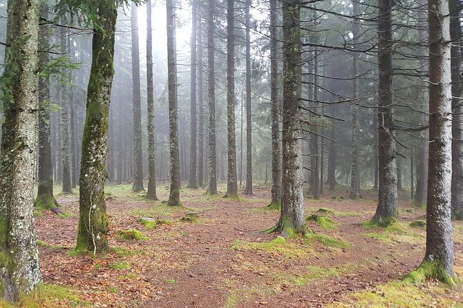 Black Forest Tour by Car: Baden-Baden to Freiburg or Vice Versa - Meeting and End Points