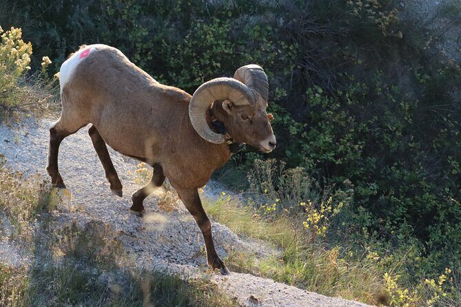 Black Hills Nature Tour Wildlife Watching and Scenic Views - Exploring the Black Hills: A Nature-focused Tour Worth Your Time