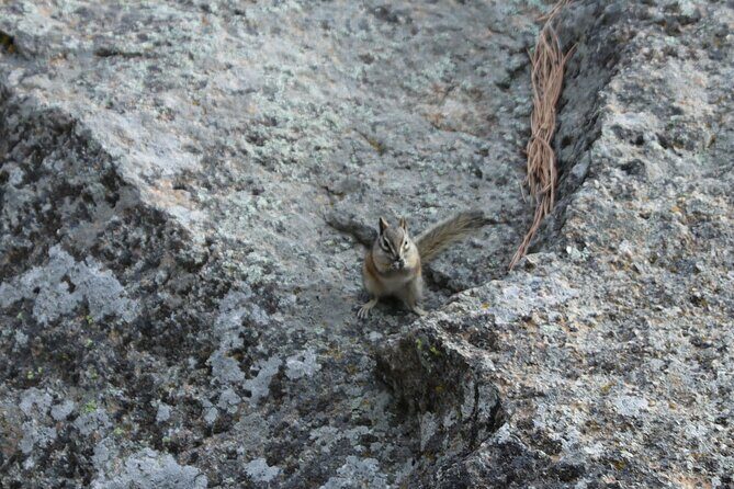 Black Hills Nature Tour Wildlife Watching and Scenic Views - FAQs