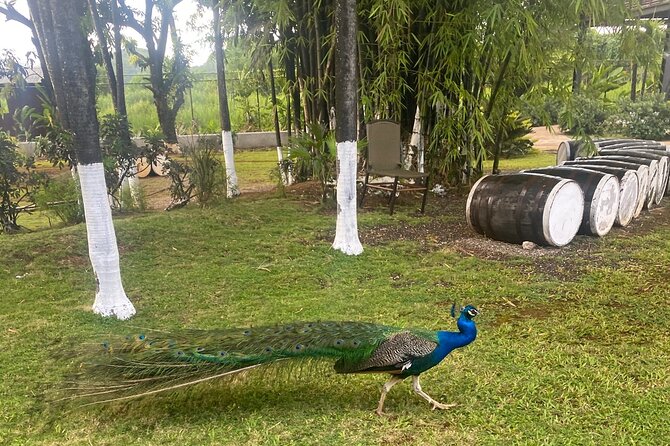 Black River Safari and Appleton Estate Tour - Personalizing Your Excursion