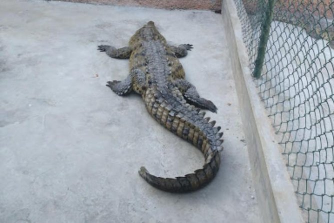 Black River Safari and Appleton Rum Estate Private Tour - Overview of the Tour