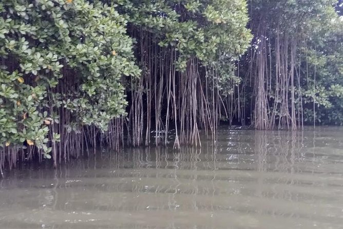 Black River Safari and Appleton Rum Estate Private Tour - Discovering the Appleton Rum Estate