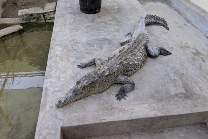 Black River Safari and Appleton Rum Estate Private Tour - Participant Requirements