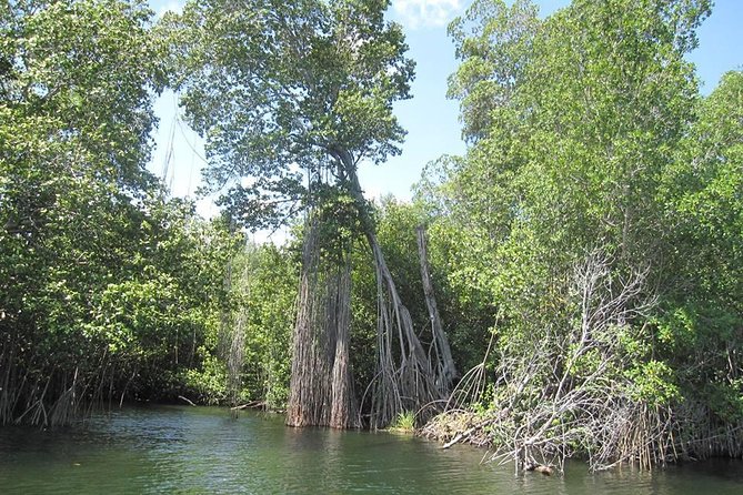 Black River Safari and YS Falls Tour From Negril - Exploring the YS Falls