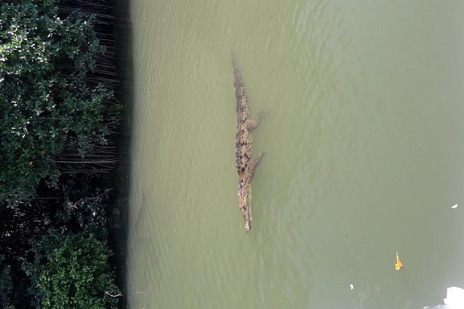 Black River Safari Tour From Montego Bay - Boat Ride Experience