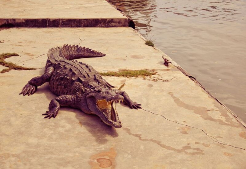 Black River Safari Tour From Montego Bay - Key Points