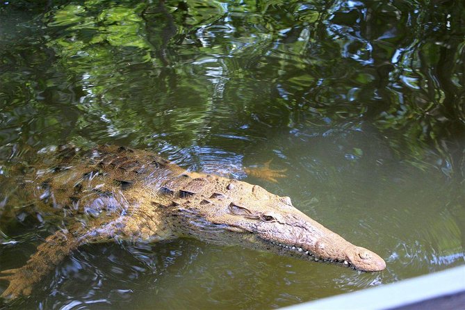 Black River Safari With Transport From Montego Bay - Exploring the Black River