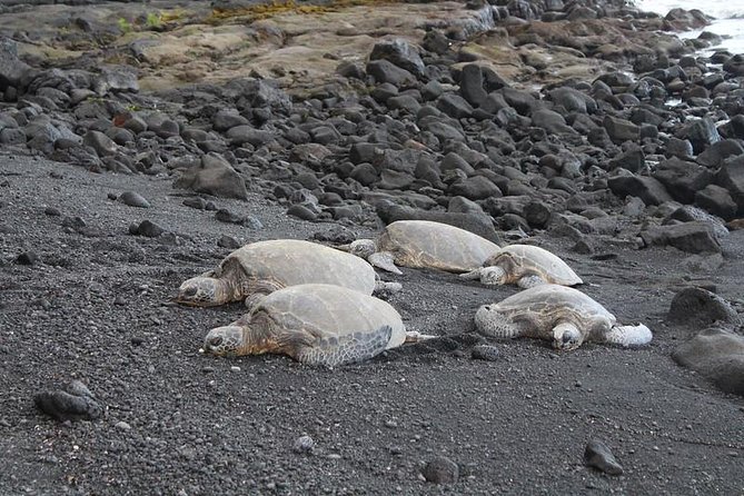 Black Sand Beach, Winery (Or Coffee) and Volcanoes National Park - Transportation and Logistics