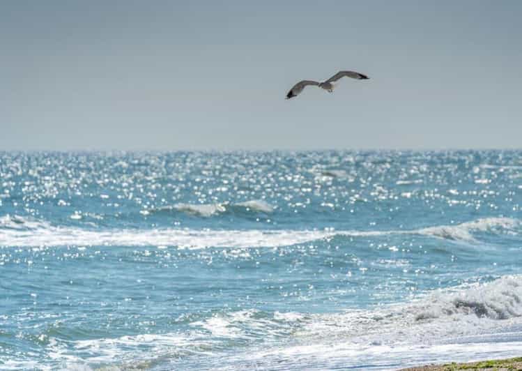 Black Sea Private Tour, Day Tour From Bucharest - Key Points
