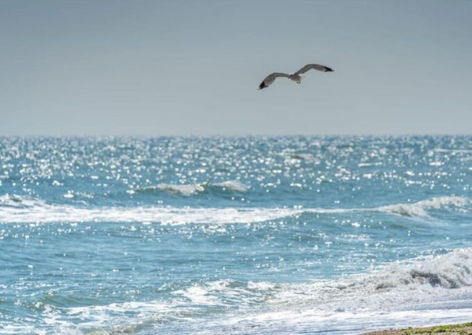 Black Sea Private Tour, Day Tour From Bucharest - Free Time