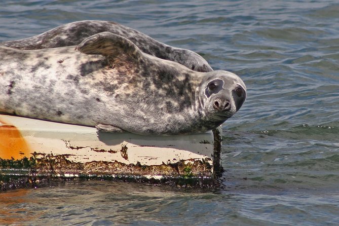 Blackness Castle Cruise - Marine Wildlife Sightings