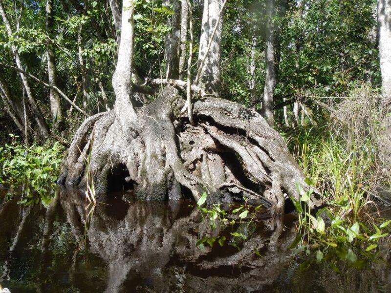 Blackwater Creek: Exclusive Nature Escape Kayak Adventure - Booking Information