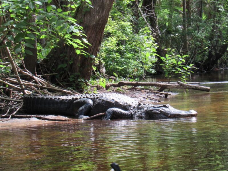 Blackwater Creek: Exclusive Nature Escape Kayak Adventure - Guided Tour