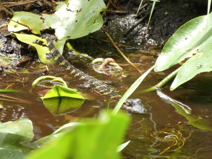 Blackwater Creek: Exclusive Nature Escape Kayak Adventure - Starting Point