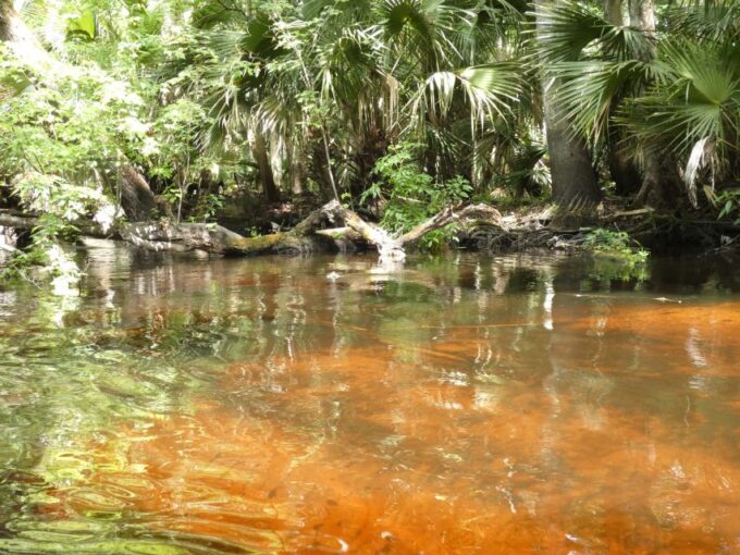 Blackwater Creek: Exclusive Nature Escape Kayak Adventure - Activities