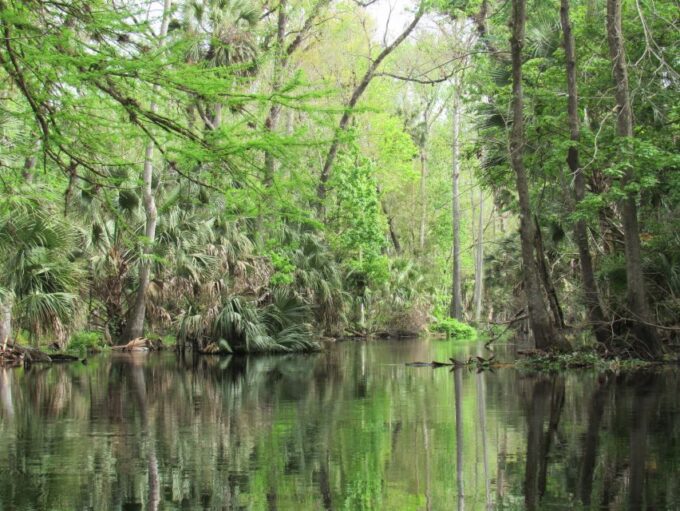 Blackwater Creek: Exclusive Nature Escape Kayak Adventure - What to Bring and Important Information