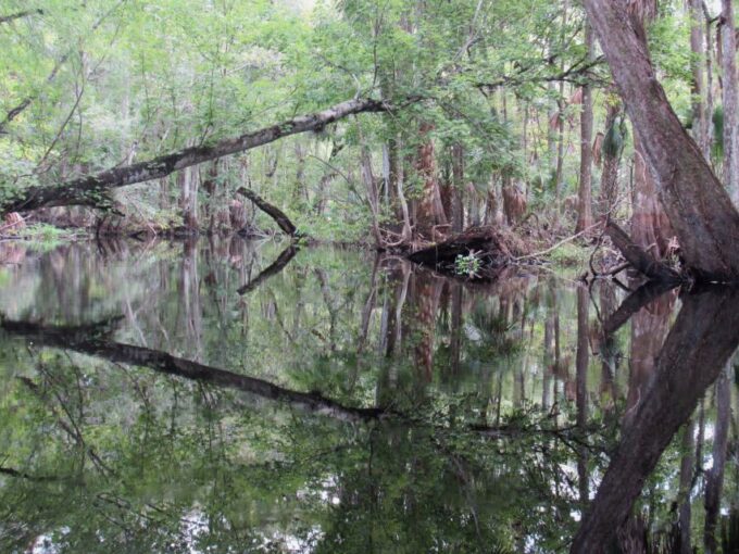 Blackwater Creek: Exclusive Nature Escape Kayak Adventure - Frequently Asked Questions