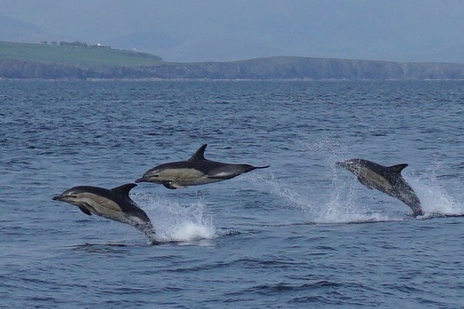 Blasket Island Eco Tour. - Spectacular Coastal Scenery