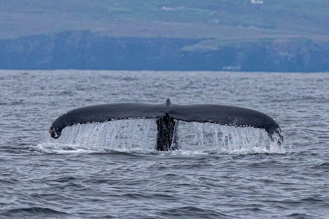 Blasket Island Eco Tour. - Whale, Dolphin, and Seal Watching