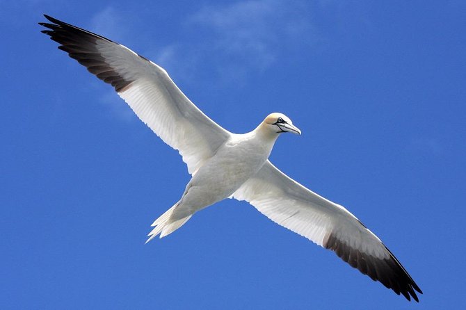 Blasket Island Eco Tour. - Meeting and Pickup Information