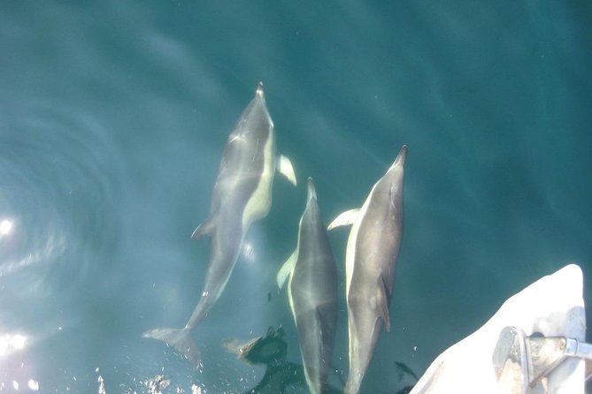 Blasket Island Eco Tour. - Additional Tour Specifications