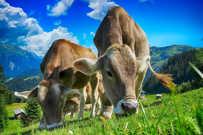 Bled & Bohinj Lakes,Alpine Fairytale With Triglav National Park Panoramic Drives - Tour Details