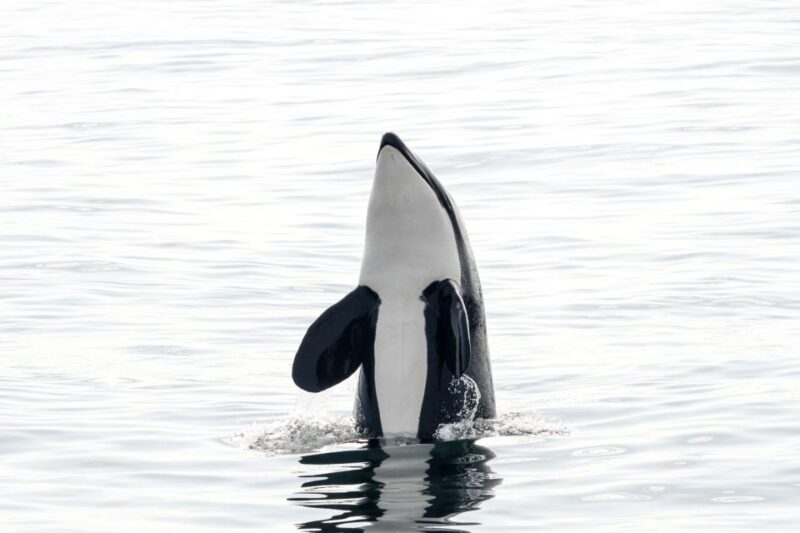 Bleik: Whale Watching by Speedboat With Puffins and Muffins - Key Points