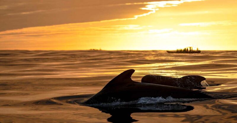 Bleik: Whale Watching by Speedboat With Puffins and Muffins - Exploring Bleik Canyons Marine Wonders