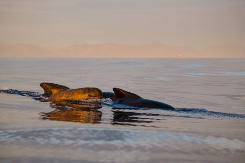 Bleik: Whale Watching by Speedboat With Puffins and Muffins - Encountering Whales, Puffins, and More