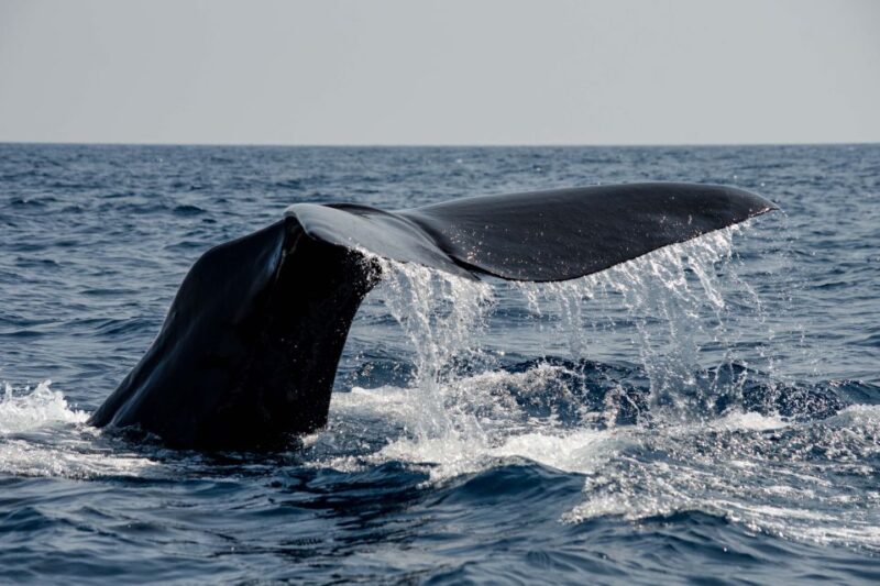 Bleik: Whale Watching by Speedboat With Puffins and Muffins - Onboard Guides Expertise and Insights