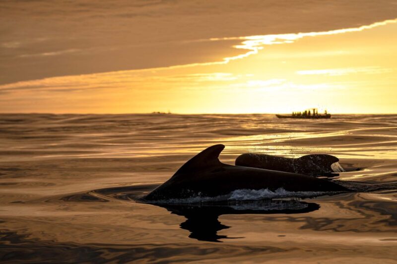 Bleik: Whale Watching by Speedboat With Puffins and Muffins - Pricing, Booking, and Cancellation Details