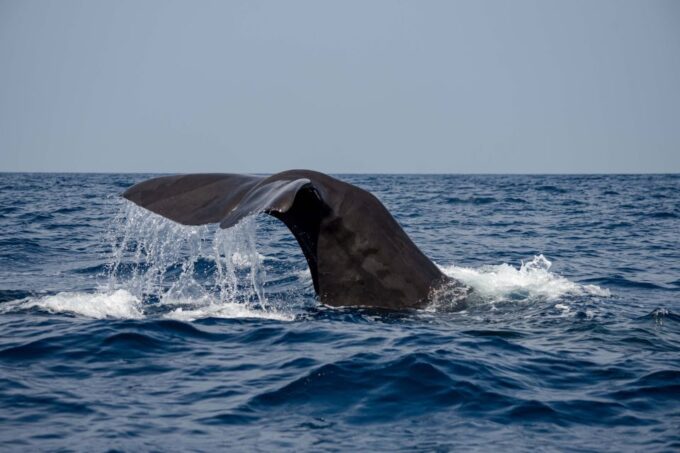 Bleik: Whale Watching by Speedboat With Puffins and Muffins - Physical Fitness and Safety Requirements