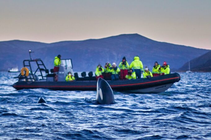 Bleik: Whale Watching by Speedboat With Puffins and Muffins - Participant Feedback and Ratings