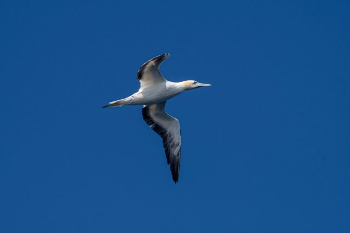 Bleik: Whale Watching by Speedboat With Puffins and Muffins - Recap