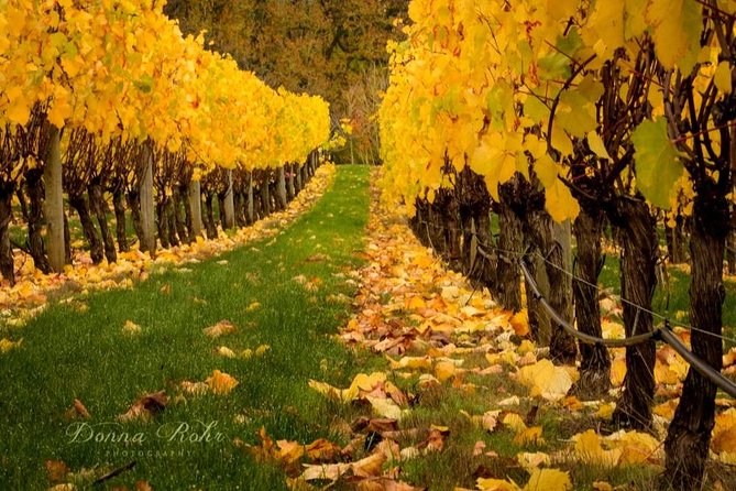 Blenheim Half Day Wine Tour - Winery Visits and Tastings