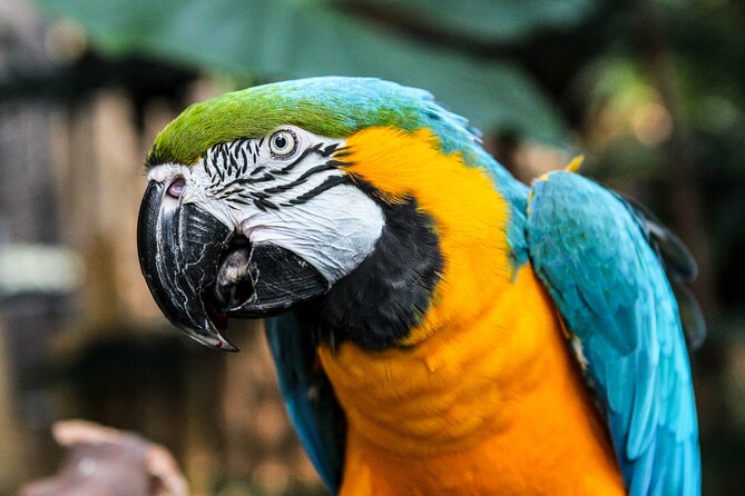 Bloedel Conservatory Admission Ticket - Diverse Bird Species and Koi Fish