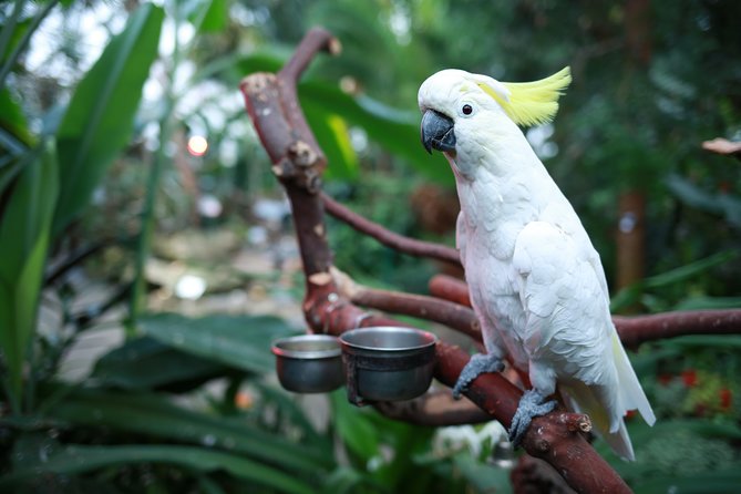 Bloedel Conservatory Admission Ticket - Healing Garden Experience