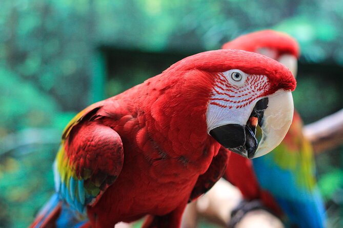 Bloedel Conservatory Admission Ticket - Inclusions and Exclusions
