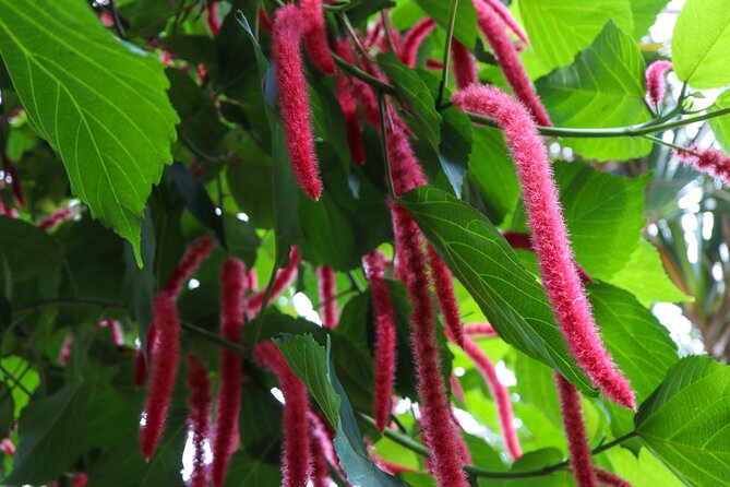 Bloedel Conservatory Admission Ticket - Additional Information