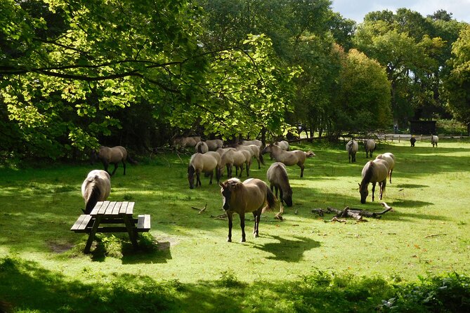 Bloemendaal Highlights: Guided Bike Tour Close to Amsterdam - Booking Details