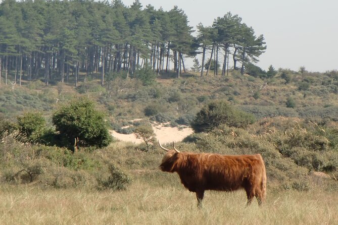 Bloemendaal Highlights: Guided Bike Tour Close to Amsterdam - Reviews and Ratings