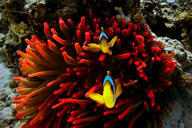 Blou Lagoon Snorkeling All Incllusive - Pickup and Meeting Details