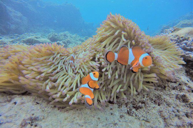 Blue Cave Area Experience Diving!Free feeding & photo images Chinese guide available!1 group with a dedicated instructor - The Itinerary: What to Expect from Start to Finish