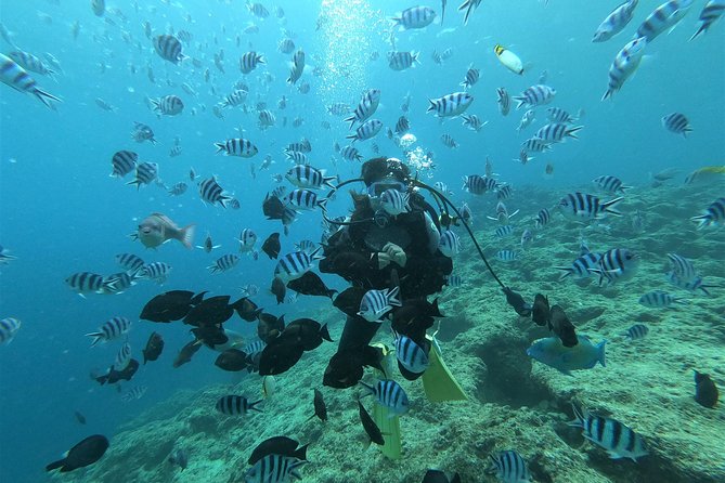 Blue Cave Experience Diving! [Okinawa Prefecture] Feeding & Photo Image Free! English, Chinese Guide Available! 1 Group With a Dedicated Instructor - Inclusions