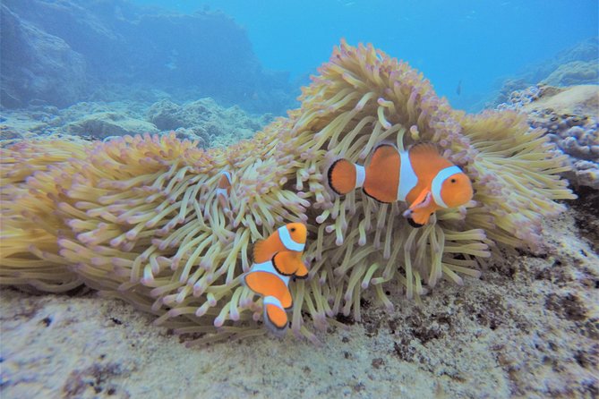 Blue Cave Experience Diving! [Okinawa Prefecture] Feeding & Photo Image Free! English, Chinese Guide Available! 1 Group With a Dedicated Instructor - Guides Available