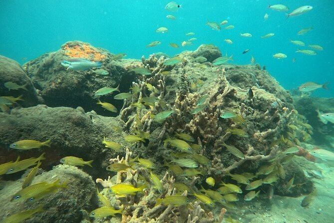 Blue Heron Bridge Guided Snorkel Tour - Group Size and Accessibility