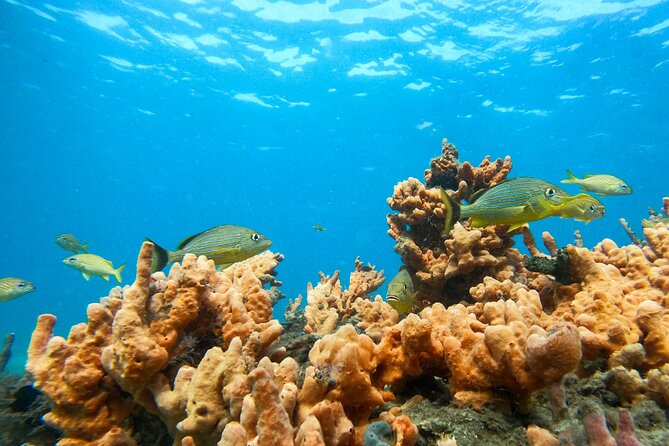 Blue Heron Bridge Guided Snorkel Tour - Highlights of the Tour